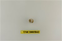 藏品(灰白陸寄居蟹)的圖片